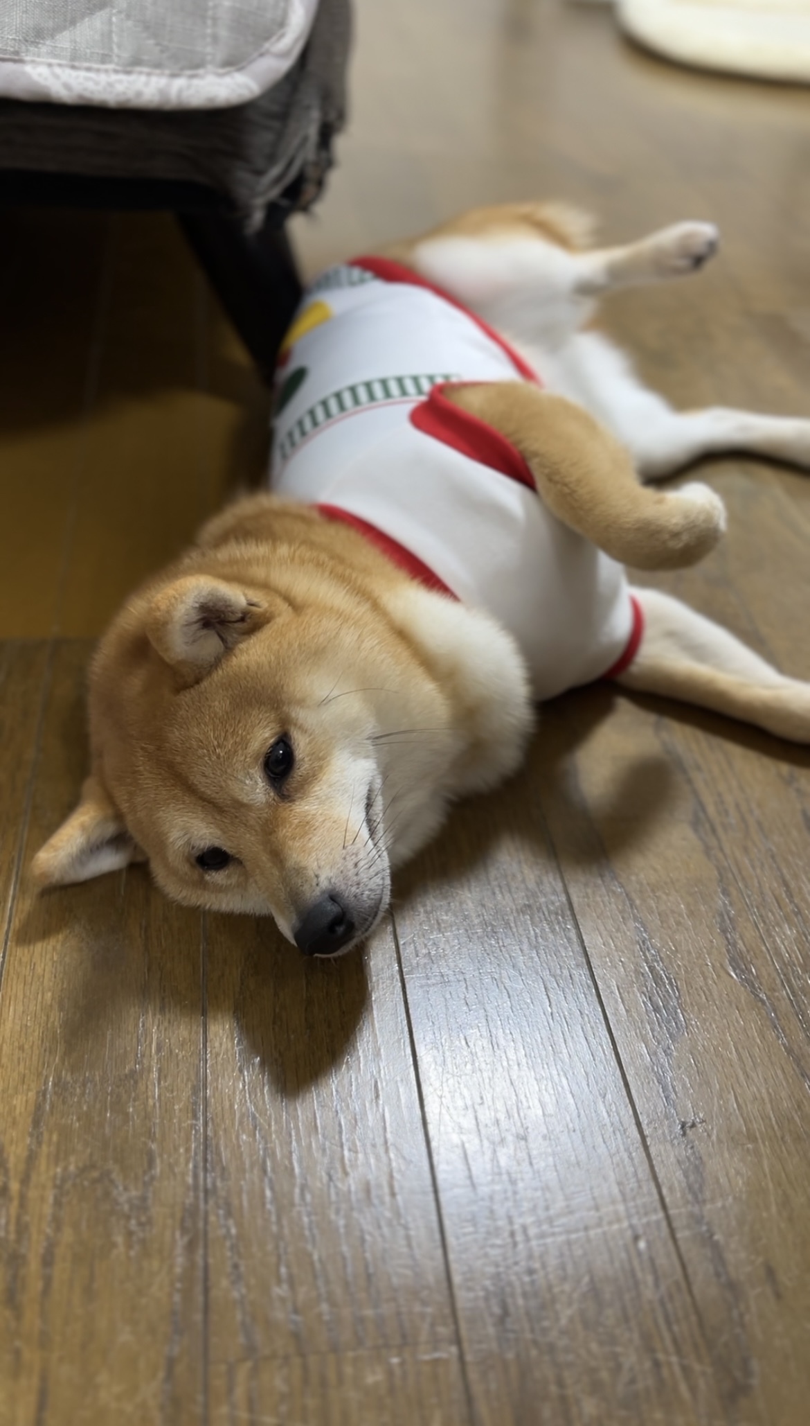 クリニック・病院ブログ「愛犬の豆柴の紹介🐕」| やちよ総合診療